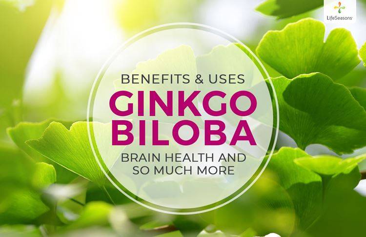 Ginkgo Biloba Benefits: Brain Health and So Much More