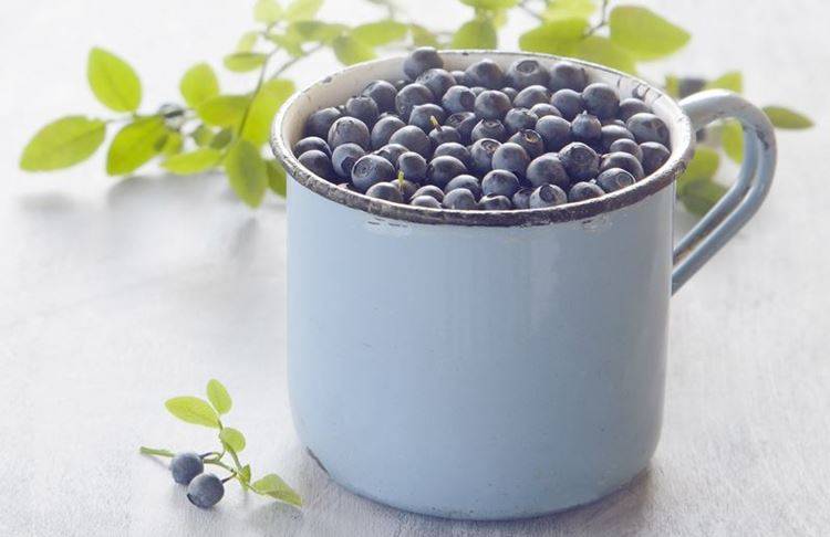 What is Bilberry?